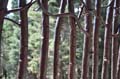7-aspenforest